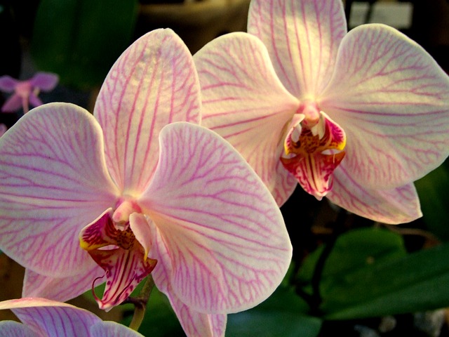 Ako sa starať o orchidey v zime